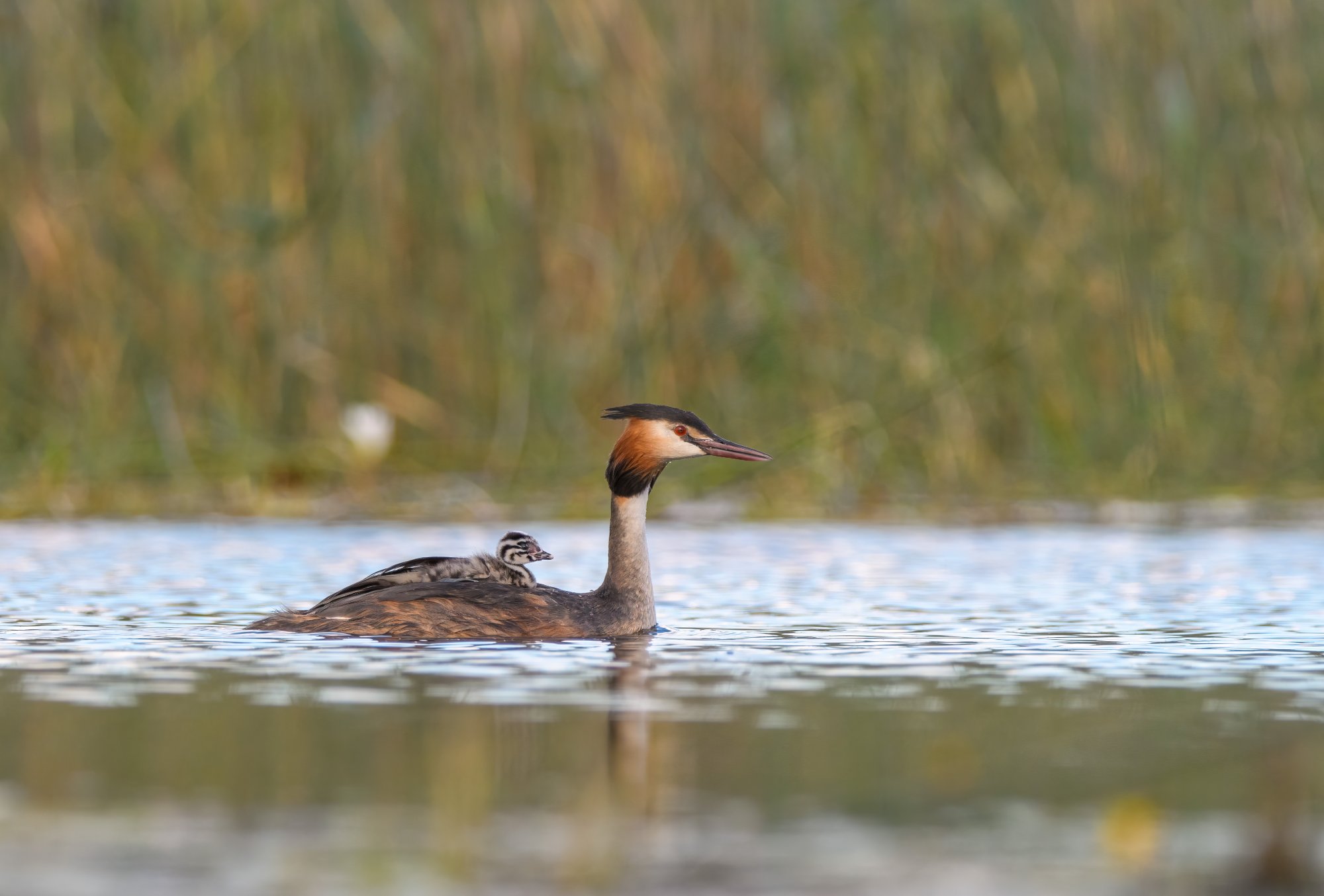 Great crested grebe with chick