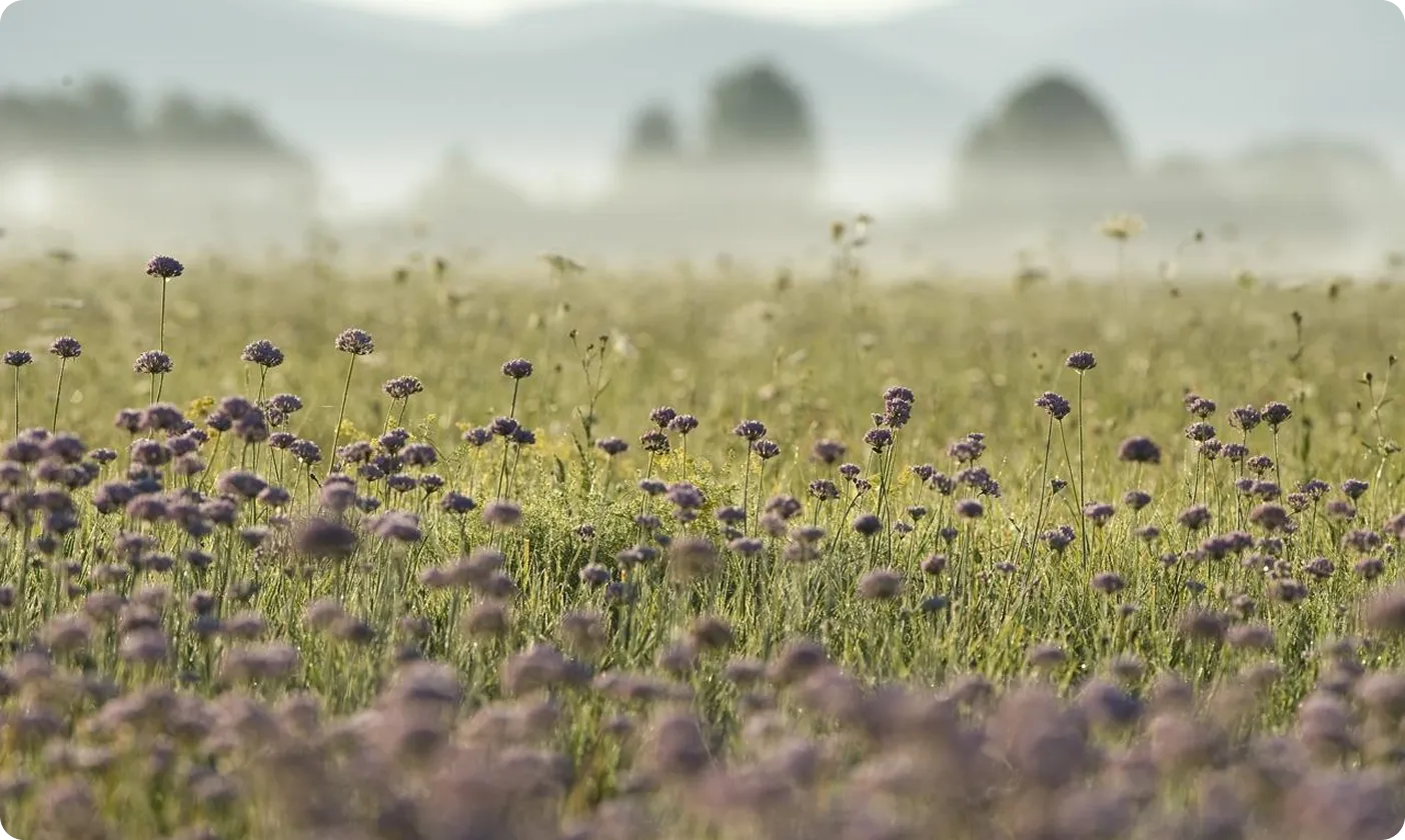Wildflowers by the lake
